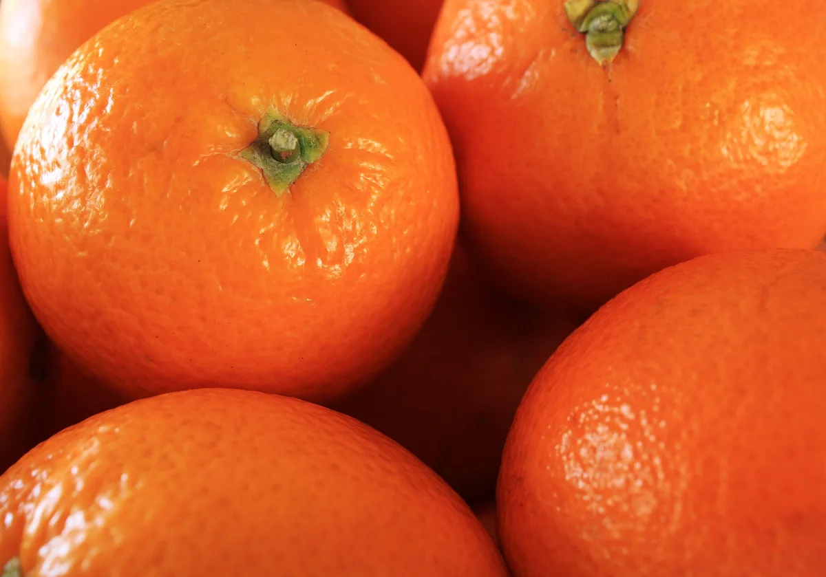 FRUIT LOGISTICA