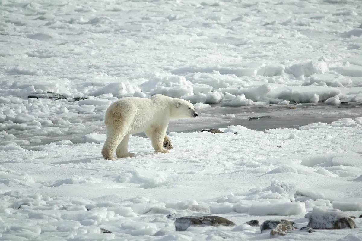 POLAR EXPERIENCE Berlin – the immersive journey to the Arctic & Antarctic